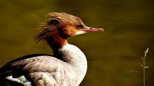 merganser mergus merganser duck bird