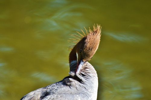 merganser ducks waterfowl