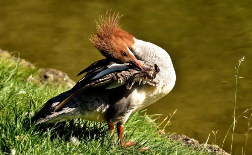 merganser mergus merganser duck bird