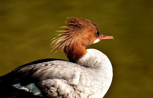 merganser mergus merganser duck bird