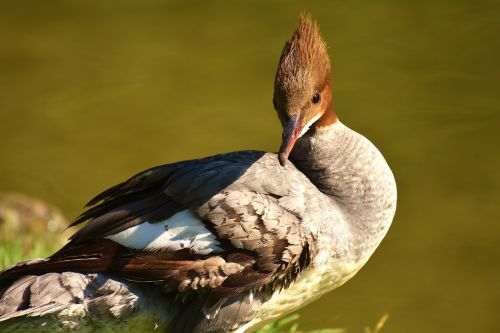 merganser mergus merganser duck bird