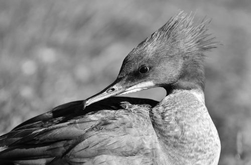 merganser mergus merganser duck bird