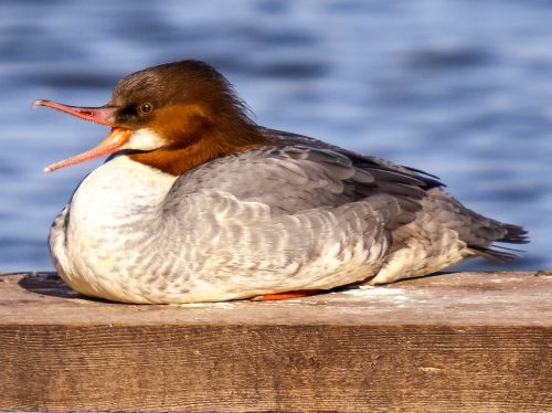 merganser water bird bird