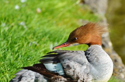 merganser ducks waterfowl