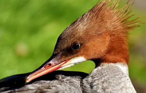 merganser mergus merganser duck bird