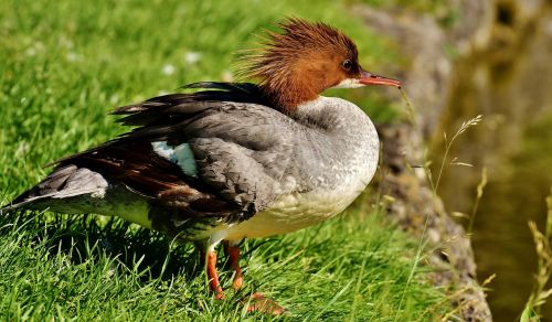 merganser mergus merganser duck bird