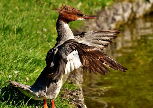 merganser mergus merganser duck bird