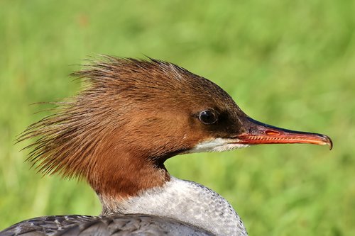 merganser  mergus merganser  duck bird