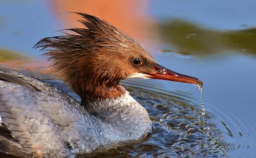 merganser  mergus merganser  duck bird