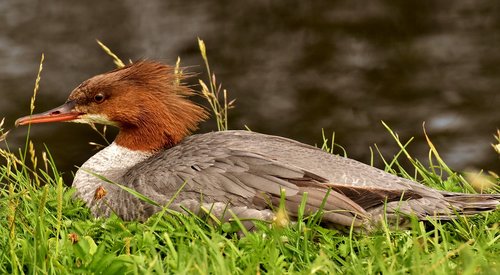 merganser  mergus merganser  duck bird