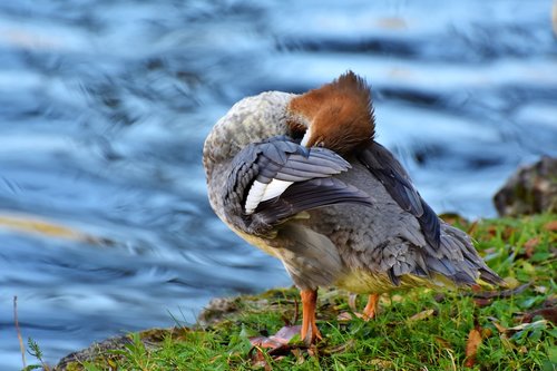 merganser  duck  water bird