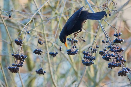 merle  aronia  bird