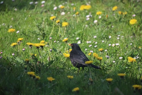 merle  birds  blackbird