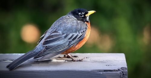 merle bird nature