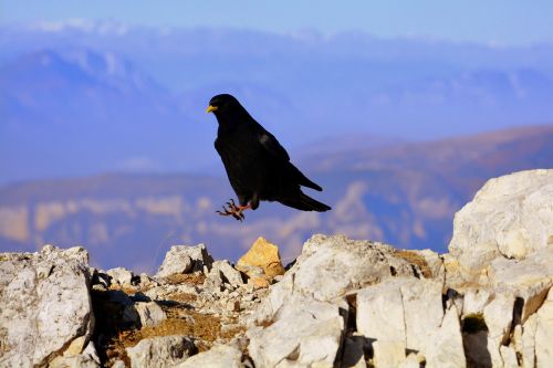 merlo bird mountain