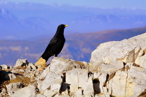 merlo bird mountain