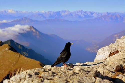 merlo bird mountain