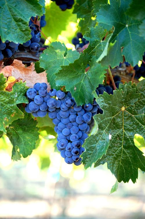 merlot grapes wine