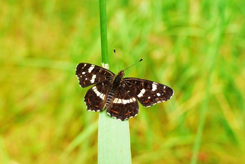 mermaid kratkowiec  form summer  butterfly day