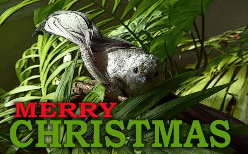 Merry Christmas Bird