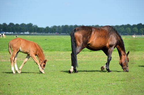 Merry And Foal