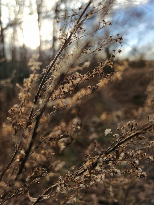 merzse  plant  forest