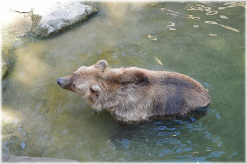 The Bear In Bath 1