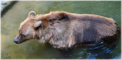 The Bear In Bath 2