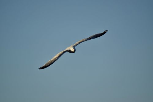 mew gull sea bird flying
