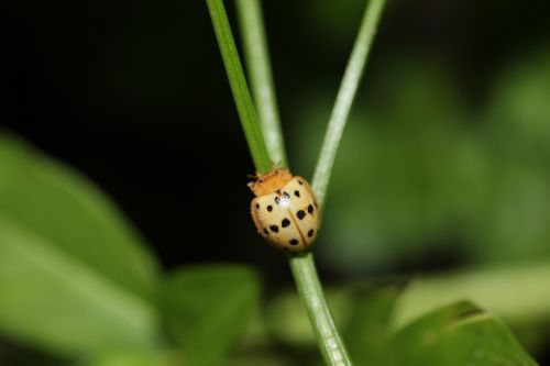 mexican bean beetle insect pest