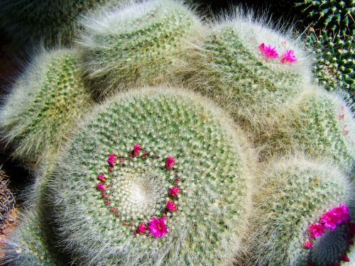 mexican cactus botanical garden pecs