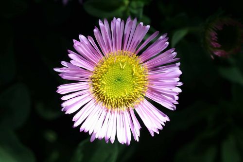 mexican daisy erigeron karvinskianus latin american fleabane