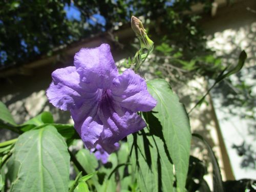 mexican lilac flower garden
