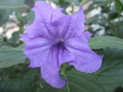 mexican lilac flower purple