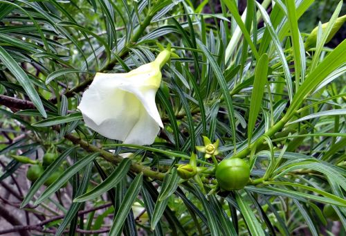 mexican oleander thevetia peruviana flower