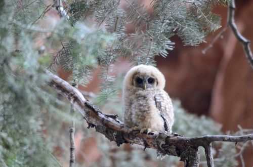 mexican spotted owl bird perched