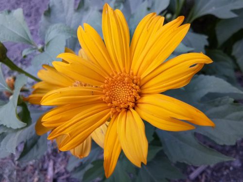 mexican sunflower garden flower natural flower