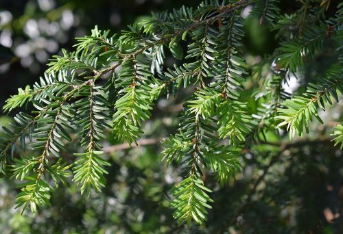 mexican yew new growth evergreen