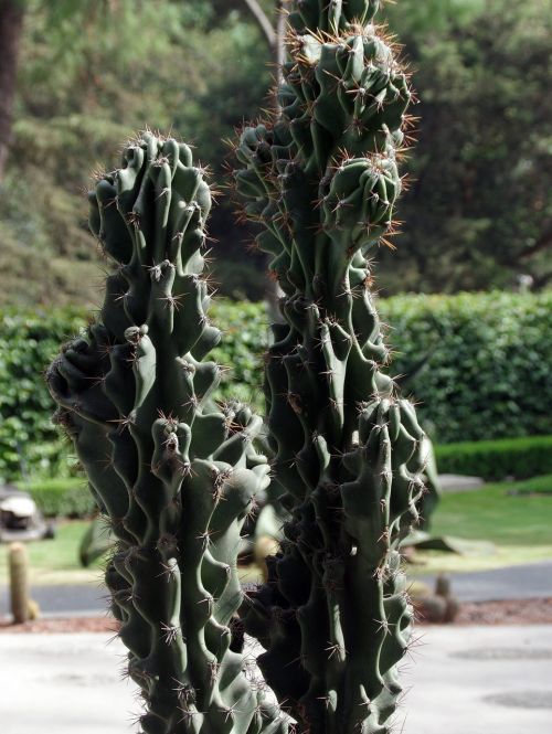 mexico cactus spice