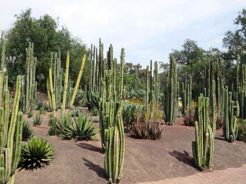 mexico cactus garden