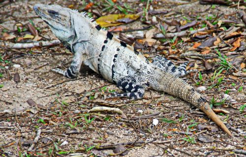 mexico iguana reptile