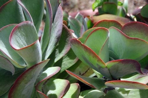 mexico succulent botany