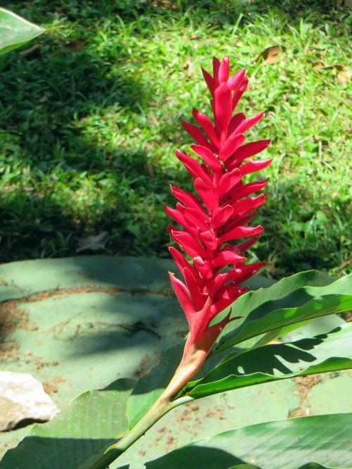 mexico red flower epi