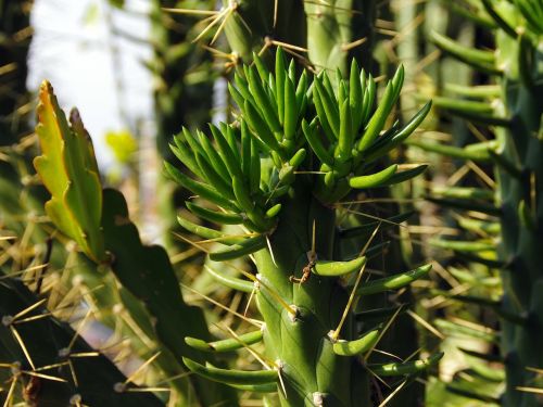 mexico cactus succulent