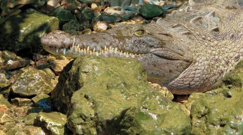 mexico sumidero crocodile