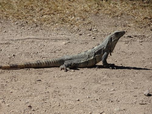 mexico iguana holiday