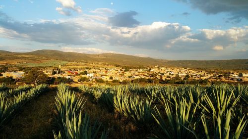 mexico agave tequila