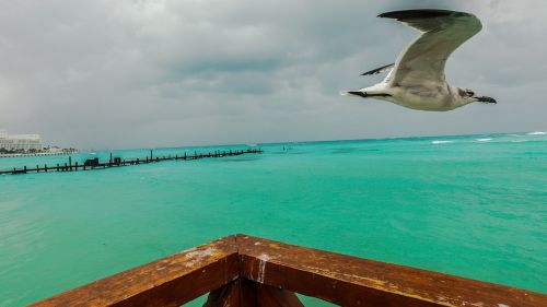 mexico bird sand