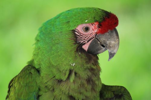 mexico macaw animal