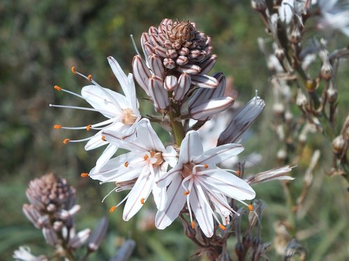 mexico  plant  nature